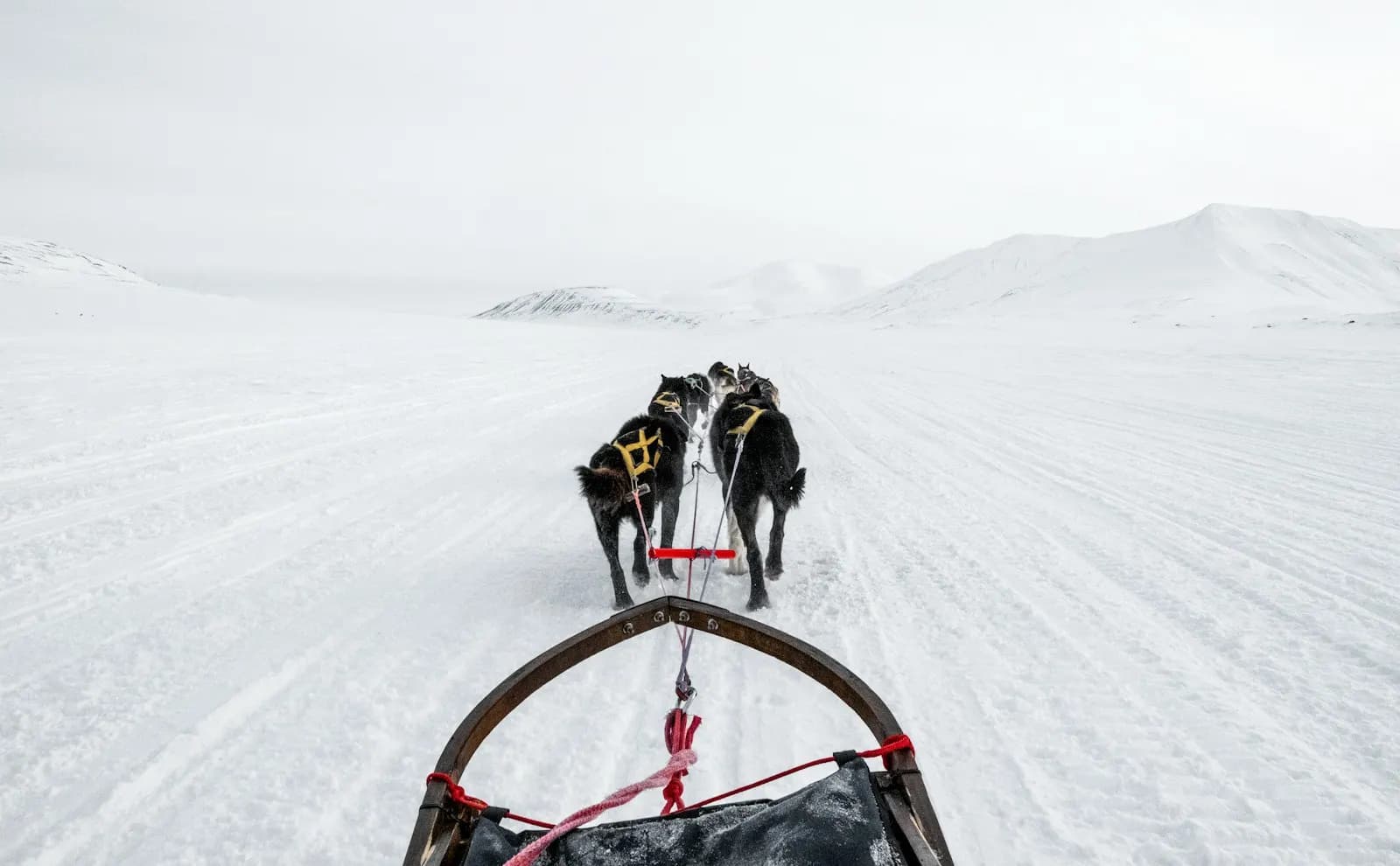 View from a dog sled of a husky team pulling across a snowfield toward white hills